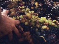 Sušna godina donijela i nikad raniju berbu grožđa - prinosi slabiji, ali kvaliteta viša