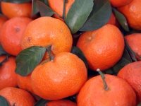 Proizvođači mandarina i ove će godine kamionima u izravnu prodaju diljem Hrvatske, no i dalje ih čeka problem - papirologija