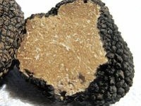 Kilogram istarskog tartufa prodaje se po cijeni od 2 do 3 tisuće eura