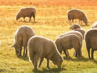Queen Sheep obitelji Lenac: Tržište stvorili sami, a kad nisu mogli eko certifikat ishodili - halal