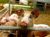 Uvoz svinja uništava proizvodnju, stočna hrana sve skuplja, meso sve jeftinije