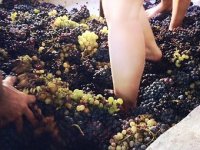 Proizvođači grožđa i vina moraju uvoditi nove sorte zbog klimatskih izazova