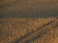 U Drenovcima će se godišnje preraditi 30.000 tona GMO free soje