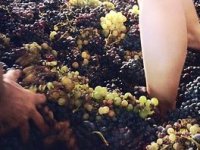 Najranija berba grožđa u povijesti Ravnih Kotara, na Korčuli pamte i raniju