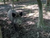 Za odstrel divljih svinja 100 € po grlu, dosad ih je usmrćeno 55.000
