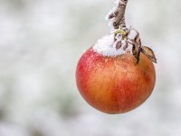 Poljoprivrednici strahuju od ekstremne hladnoće