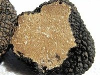 Slavonci od tartufa žele stvoriti brend po uzoru na Istrane