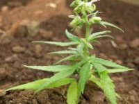 Zvonimir Kalić: Proizvodnja industrijske konoplje može biti uspješna, dokazat ću to