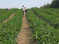 Dodijeljeno 182 ugovora vrijednih 111 milijuna kuna iz Programa ruralnog razvoja