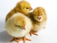 Poljska ruši rekorde u proizvodnji brojlera