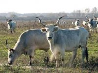 Nekoć najzastupljenija pasmina danas je ugrožena, u Hrvatskoj tek 201 krava slavonsko-srijemskog podolca