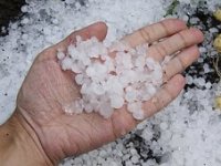 Trebala je to biti dobra berba, a sada su bobice oštećene i trulit će