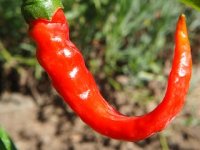 Odustali od duhana i poslovnu sreću pronašli u začinskoj paprici: Vaga odvaže, dobijemo račun i mirni smo