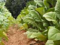 Navodnjavanje, nove sorte i uporaba biomase povećavaju zaradu