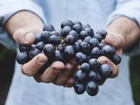 Berba grožđa u vinogradima najstarije hrvatske vinarije - bez dva stroja, brali bi do Božića