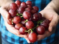 Nakon dvije ispodprosječne berbe, vinogradari očekuju odlične urode