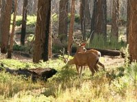 Zaradom od kozjeg mlijeka Igor Letec financira uzgoj jelenske divljači