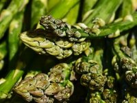 Šparoga - blago u šipražju divljeg poljodjelstva