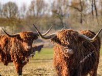 Eko farma Vrškovac: Uz pomoć škotskog planinskog goveda sada živi punim plućima