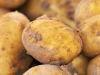 Velike količine popularnog domaćeg krumpira morat će se baciti