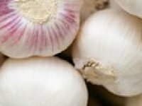 Češnjak posađen u proljeće je zdraviji i manje se kvari