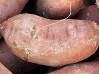 Biofert Željka Markušića godišnje proizvede 400 tona batata - plan je doći do barem 800