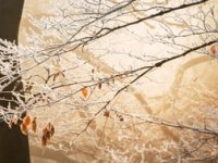 Mraz nanio veliku štetu dijelu vinograda središnje Hrvatske