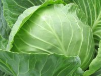 Mario Todorović: Kupus je bilo najzahtjevnije posaditi, a cvjetača kasni s dozrijevanjem