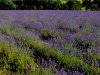 Obiteljski svinjac pretvorio u destileriju, a umjesto krumpira uzgaja aromatično bilje