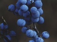 Kiselo zemljište i slobodan sustav uzgoja - za oko 45 kn po kilogramu borovnica?