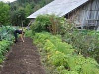 Na eko imanju Pomona danas ribe daju gnojivo, trče krškopoljci, a sve je počelo s voćnjakom