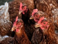 Koprivnica: Kokošji izmet prerađuju u gnojivo