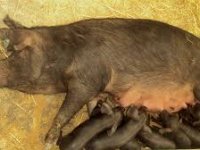 Fajferice im odredile životni put: doveli ih na Krk pa s otoka preselili na kopno