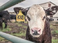 Prijavite se za potporu za kupnju i uzgoj rasplodnih junica - rok prijave je 1. listopada