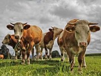 EU od 1. travnja ukida kvote za proizvodnju mlijeka