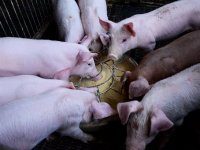 Izvesti svinjetinu Hrvatima trebalo bi biti kao i prodati led Eskimima