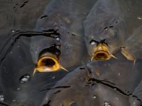 Sanja i Darko Budimir ribarstvom na Dunavu bave se više od 30 godina