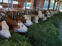 Stočari najavljuju prosvjede, traže od ministra da počne raditi ili "zbogom"