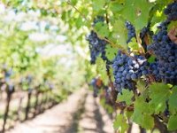 Hrvatska vina gube bitku s vremenom i tržištem: sve manje vinograda, sve više uvoza