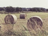 Raste interes za sjetvu kukuruza, pada za repu