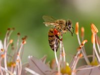 Medonosne biljke koje bi trebali uzgajati