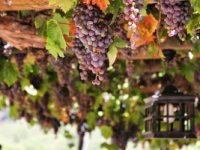 Autohtone proizvode spojili s vinogradarstvom i vinarstvom te razvili ruralni turizam