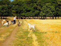 Stočari muku muče s ispašom stoke