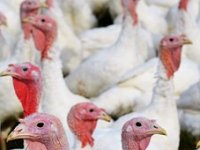 U dvije županije na snazi su posebne mjere suzbijanja i širenja influence ptica