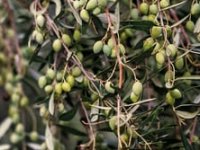 Dr. Ivica Vlatković: Sadnice iz sjemena važnije su od navodnjavanja maslina