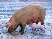 I ove godine isplate uzgajivačima za usmrćene životinje od svinjske kuge