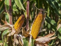 OPG Slađana Pandur energetski je neovisan, sa sušarom i skladištem