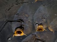 Promovira slavonsku gastronomiju pripremom na tradicionalan način, a s modernim štihom završnog tanjura