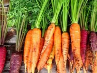 Jedna domaća tvrtka mrkvu ima na skoro 100 hektara, drži 30 posto uzgoja