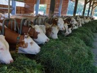 Ogromne štete broji i obitelj Zdunić - orkanski vjetar poharao farmu s 500 goveda